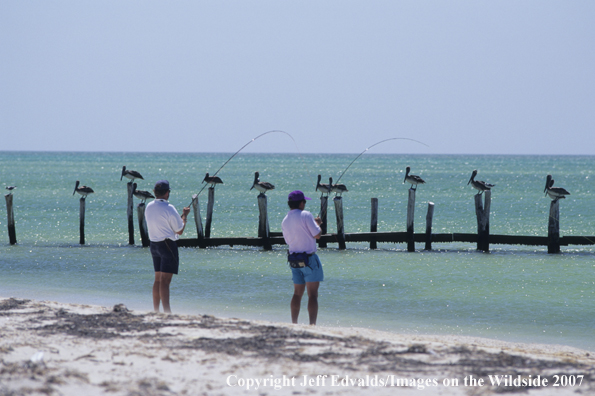 Anglers fishing while pelicans watch