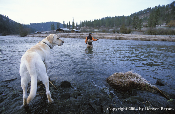 Flyfisherman steelhead fishing with yellow Lab.