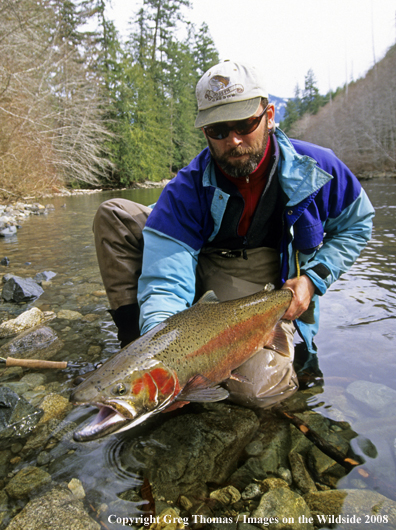 Flyfishing steelhead