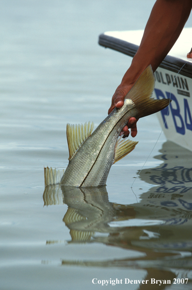 Saltwater flyfisher releasing snook.