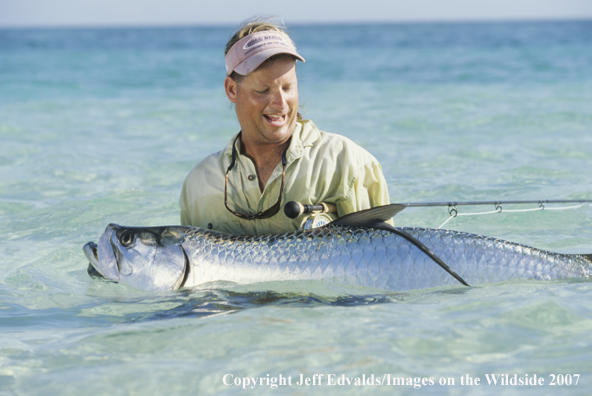 Tarpon