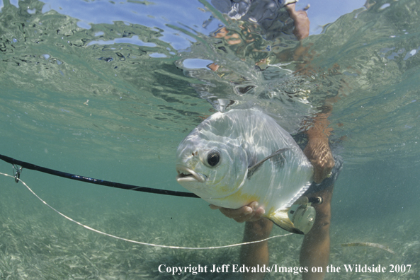 Nice Permit underwater