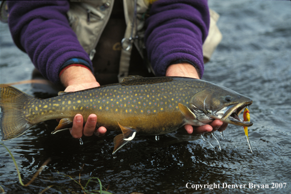 Brook Trout on fly.