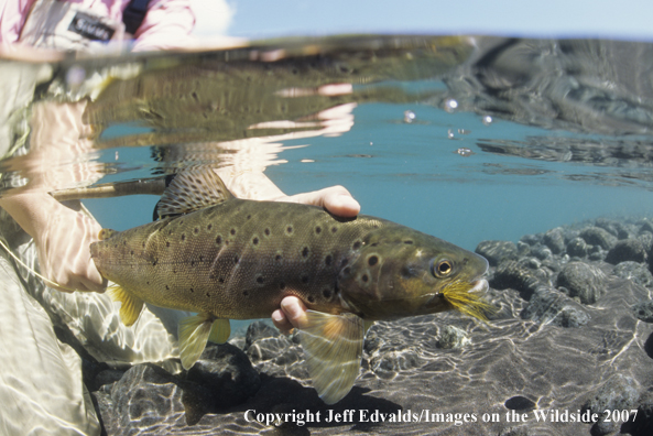 Brown Trout