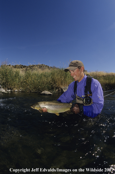 Brown Trout