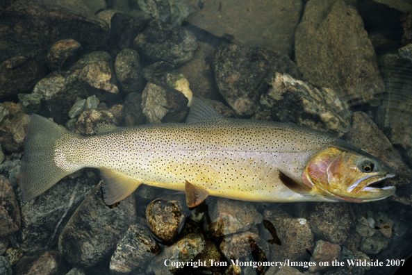 Cutthroat Trout