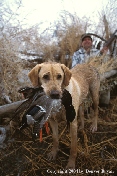 Yellow Labrador Retriever with mallard