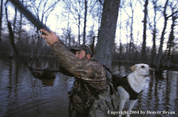 Waterfowl hunter shooting at duck with yellow Lab. 