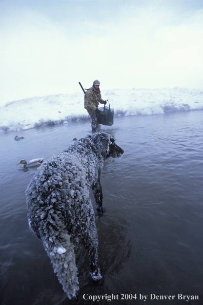 Waterfowl hunter with black Lab setting decoys. 