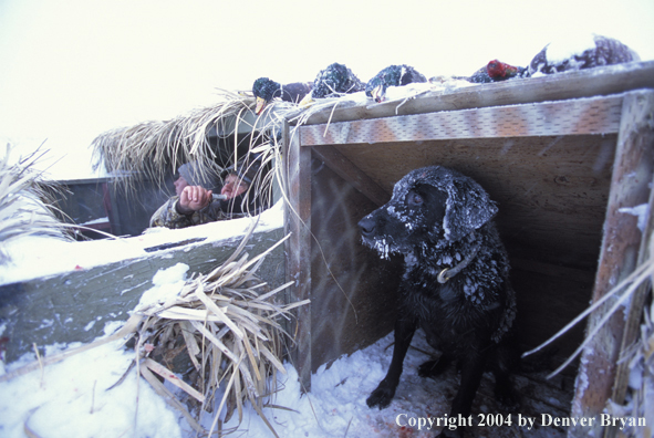 Black Lab and waterfowl hunters calling for birds.