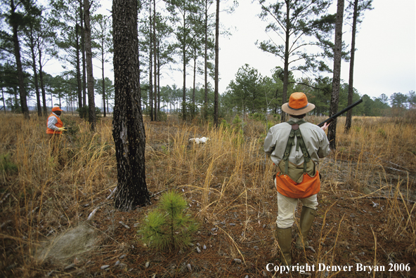 Upland game bird hunters coming in behind dogs on point in field.