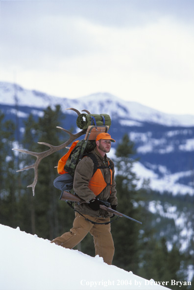 Big game hunter packing elk rack out on snowshoes.