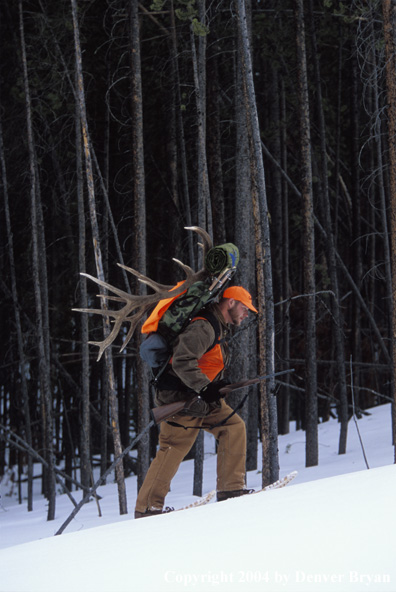 Big game hunter packing elk rack out on snowshoes.