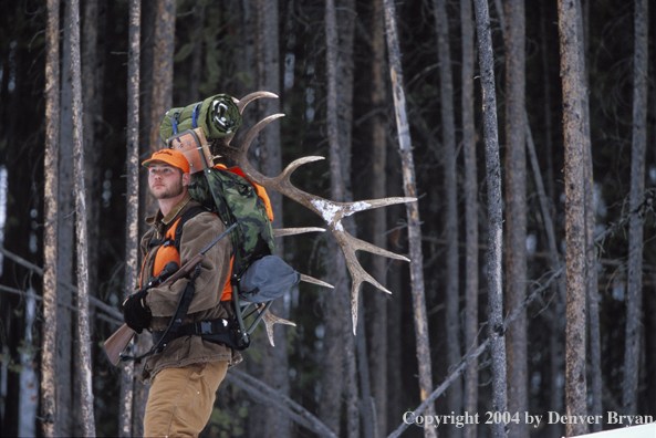 Big game hunter packing elk rack out on snowshoes.