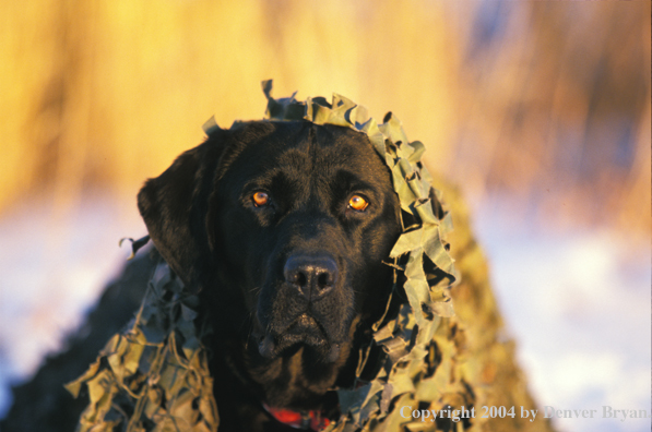 Black Labrador Retriever in blind 