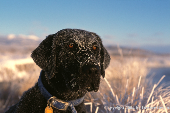 Black Labrador Retriever 