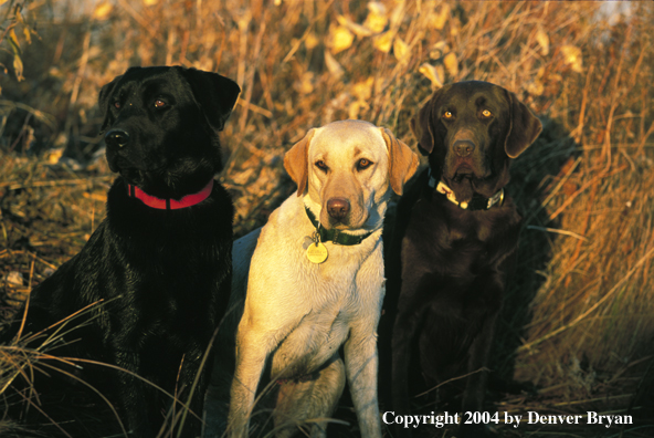 Black, chocolate, and yellow Labrador Retrievers 