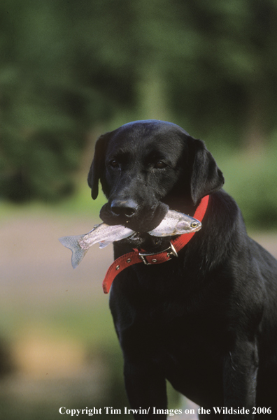 Black Labrador Retriever with trout.