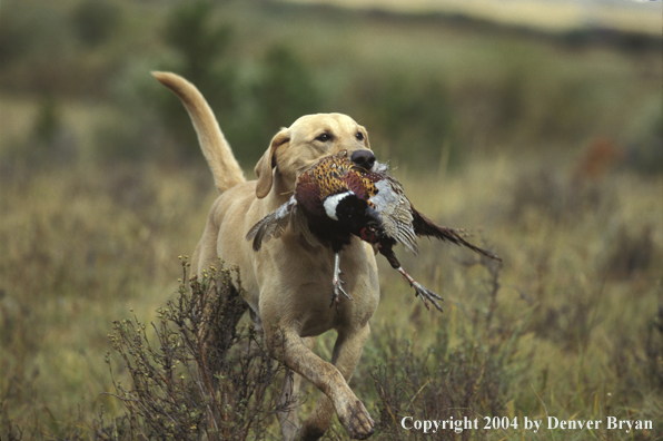 Yellow Labrador Retriever with pheasant