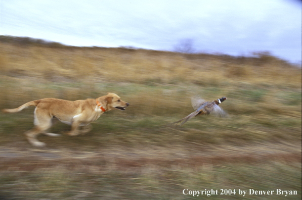 Yellow Labrador Retriever chasing pheasant