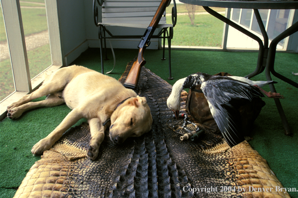 Yellow Labrador Retriever rests after hunt