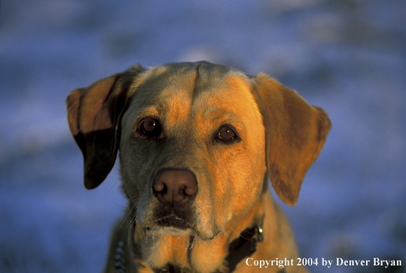 Yellow Labrador Retriever 