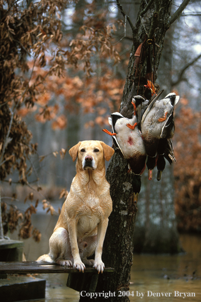 Yellow Labrador Retriever on stand with mallards