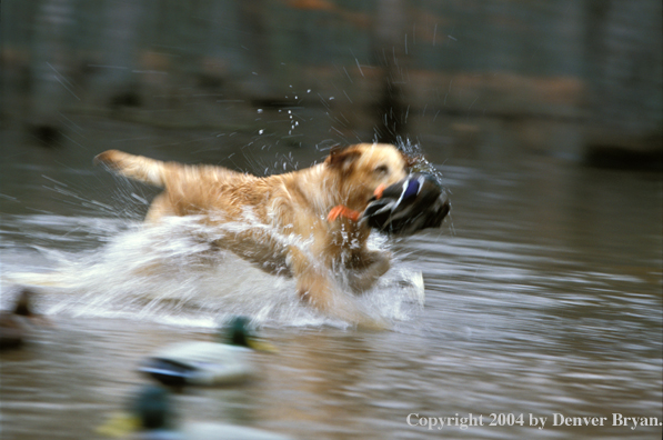 Yellow Labrador Retriever with mallard