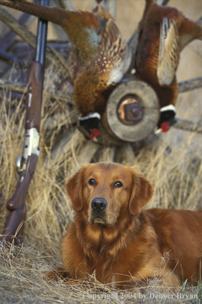 Golden Retriever with bagged pheasants.  