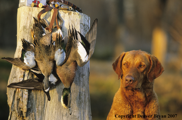 Chesapeake Bay Retriever in field with bagged ducks