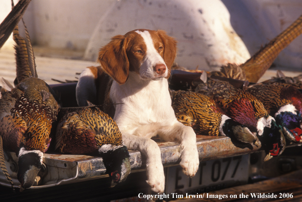 Brittany Spaniel with bagged pheasants.