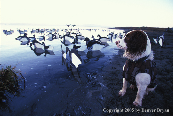 Springer spaniel with decoys