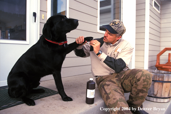 Owner treating black Labrador Retriever's foot