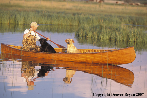 Yellow and black Labrador Retrievers in canoe with owner