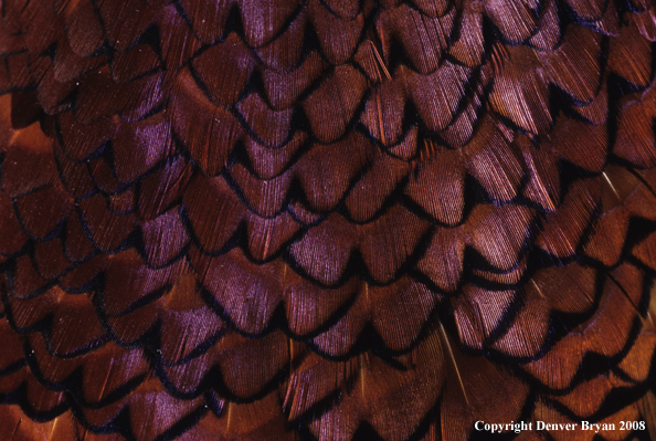 Ring-necked pheasant body feathers