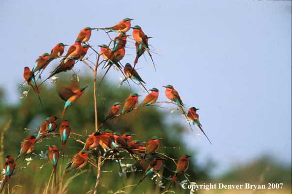 Flock of carmine bee-eaters perched in tree.  Africa.