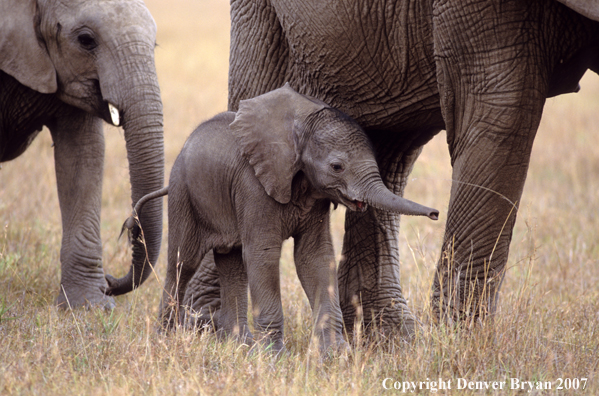 African Elephants