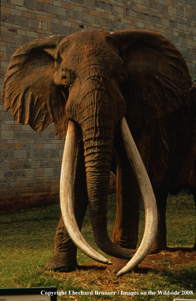 Bull Elephant Sculpture at the Museum of Natural History in Nairobi, Kenya.