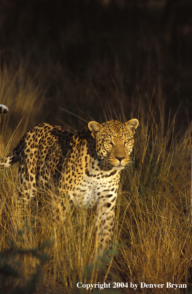 Leopard in habitat. Africa