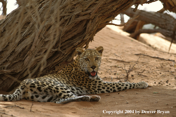 Leopard in habitat. Africa