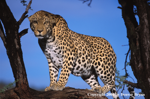 Leopard in tree. Africa