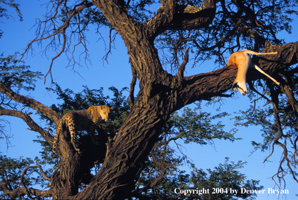 Leopard in tree with kill. Africa