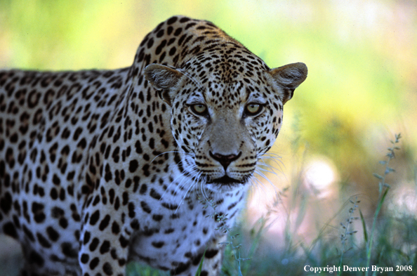 Leopard in habitat