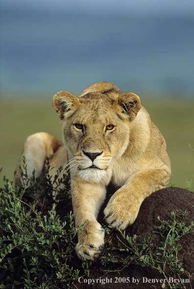 African lioness bedded on mound.