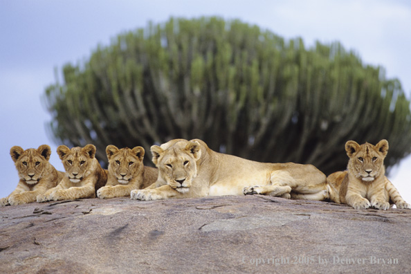 African lioness and cubs resting on boulder.