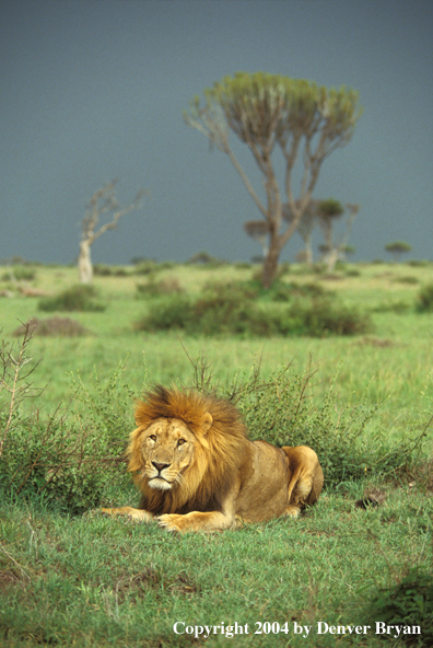 Male African lion in habitat. Africa