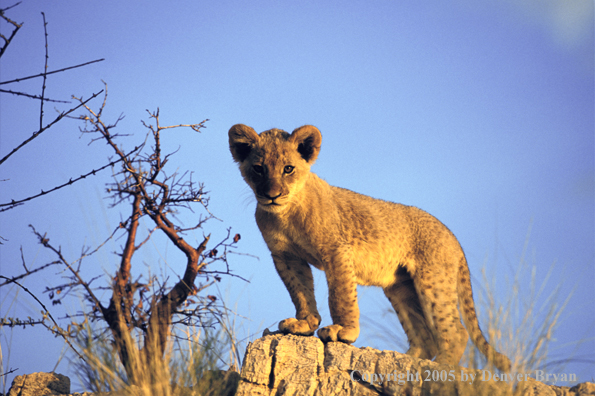 Lion cub in habitat. Africa.