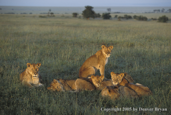 Lion cubs in habitat. Africa.