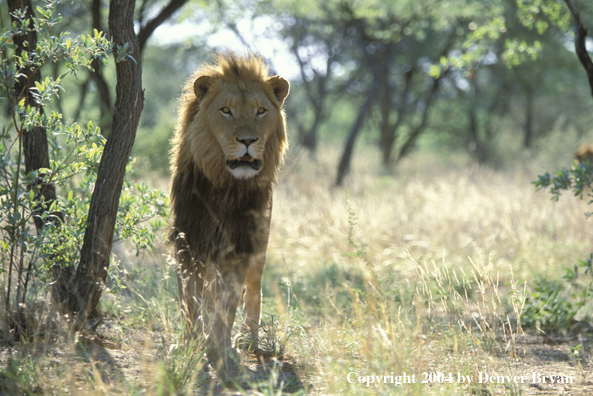 Male African lion in habitat. Africa