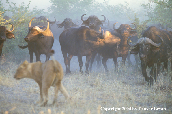 Female African lion hunting cape buffalo.